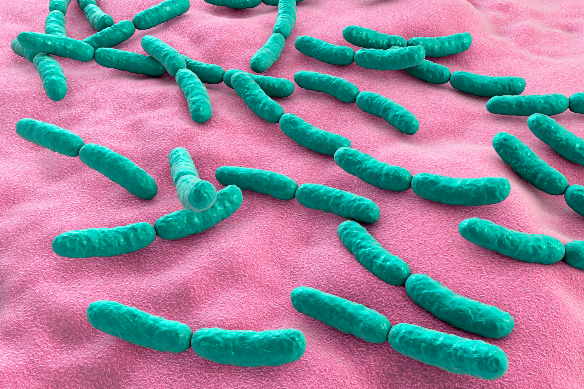 Lactobacillus rhamnosus (Shutterstock)