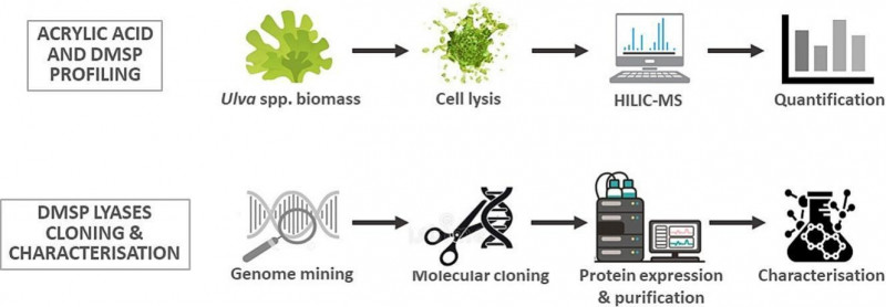 Our research featured in the Algal Research journal