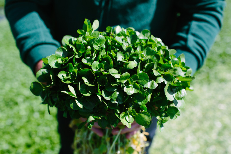 the-watercress-company-crop