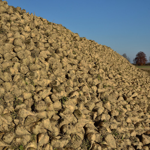 Funding boost for sugar beet project