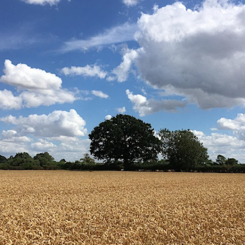 Image of field with trees in background and cloudy blue sky