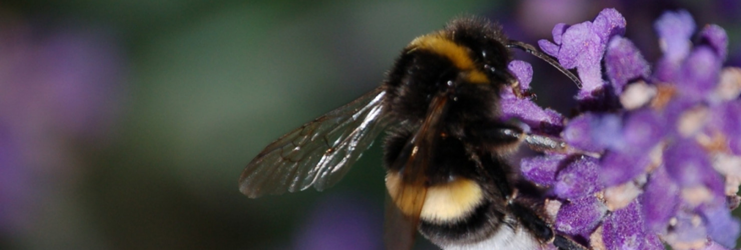 Image of bee on lavender