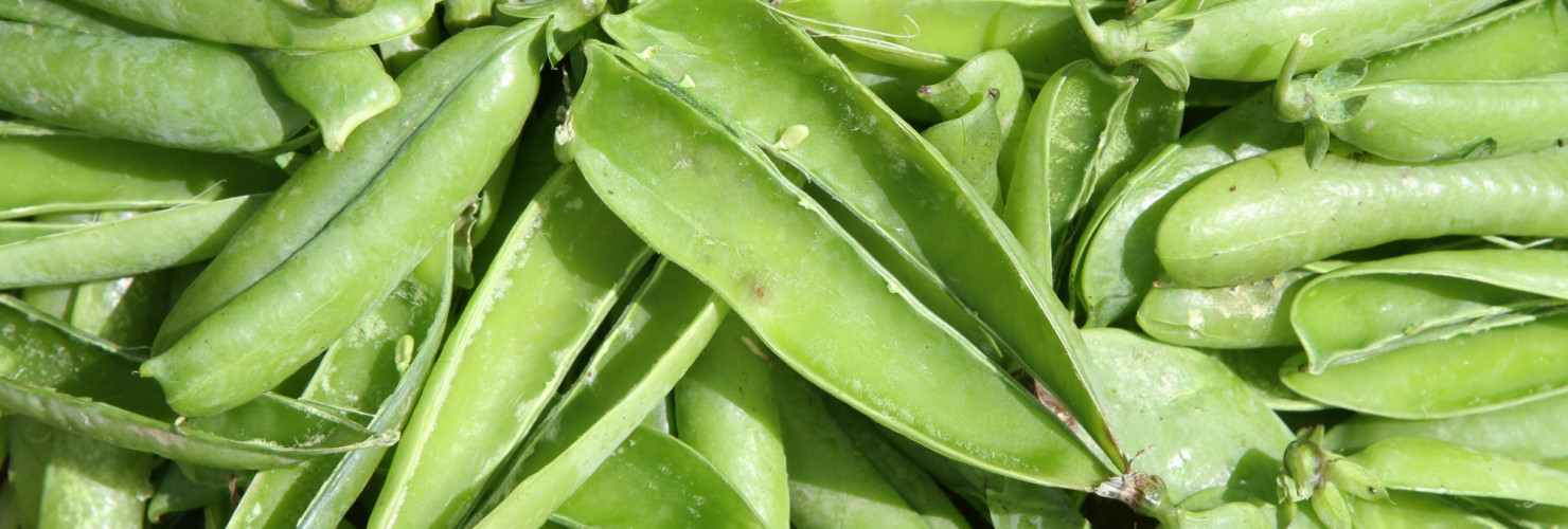 Almost £1 million of funding secured for bioeconomy research 1