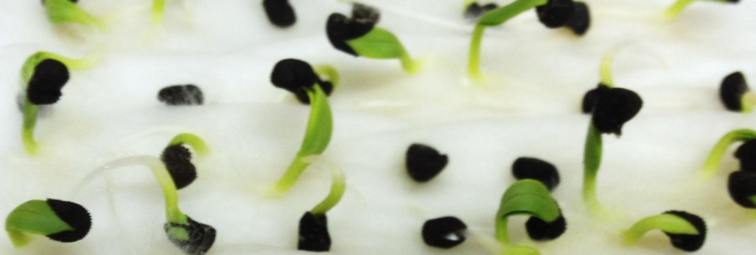 An image of germinating seeds