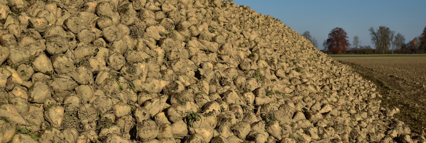 Funding boost for sugar beet project