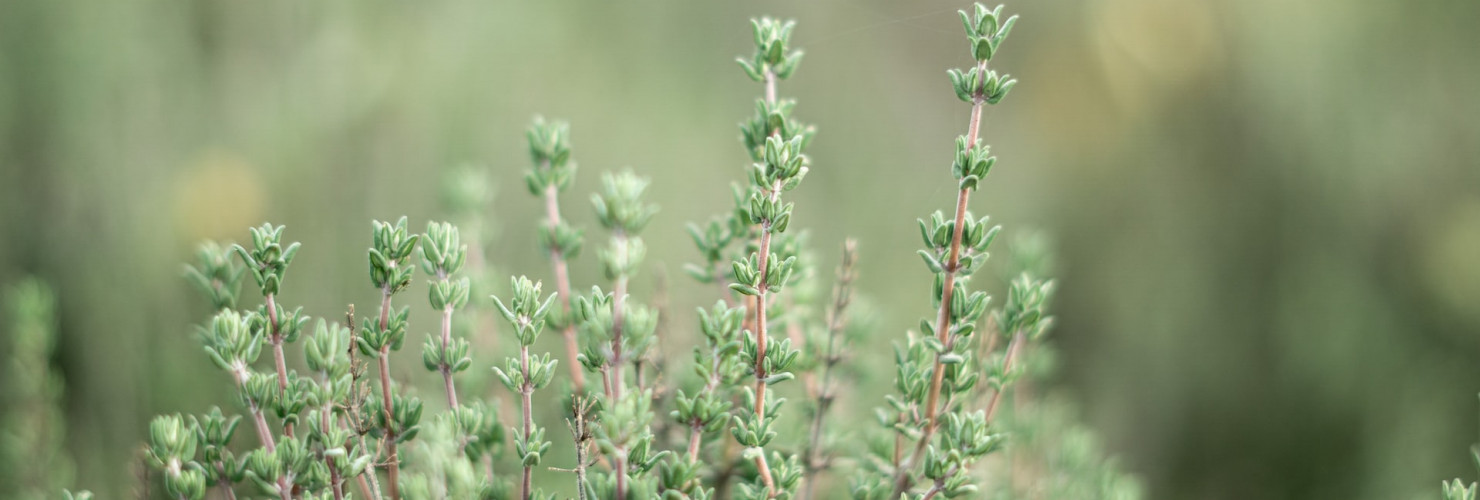 Showcasing new innovations and collaborations from THYME