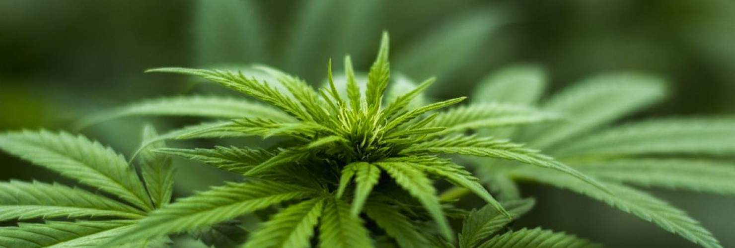 BDC part of new funding announcement UK industrial hemp production and processing