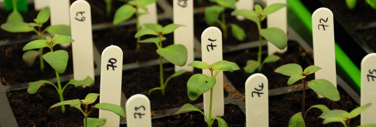 Image of seedlings from a growth trial