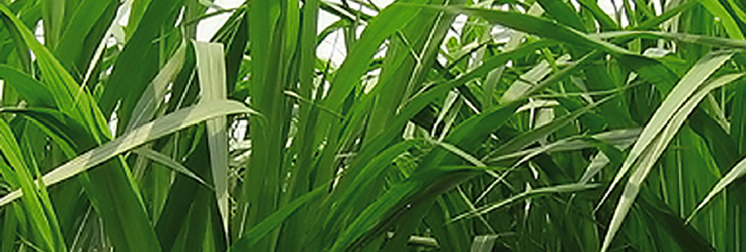 Image of leaves