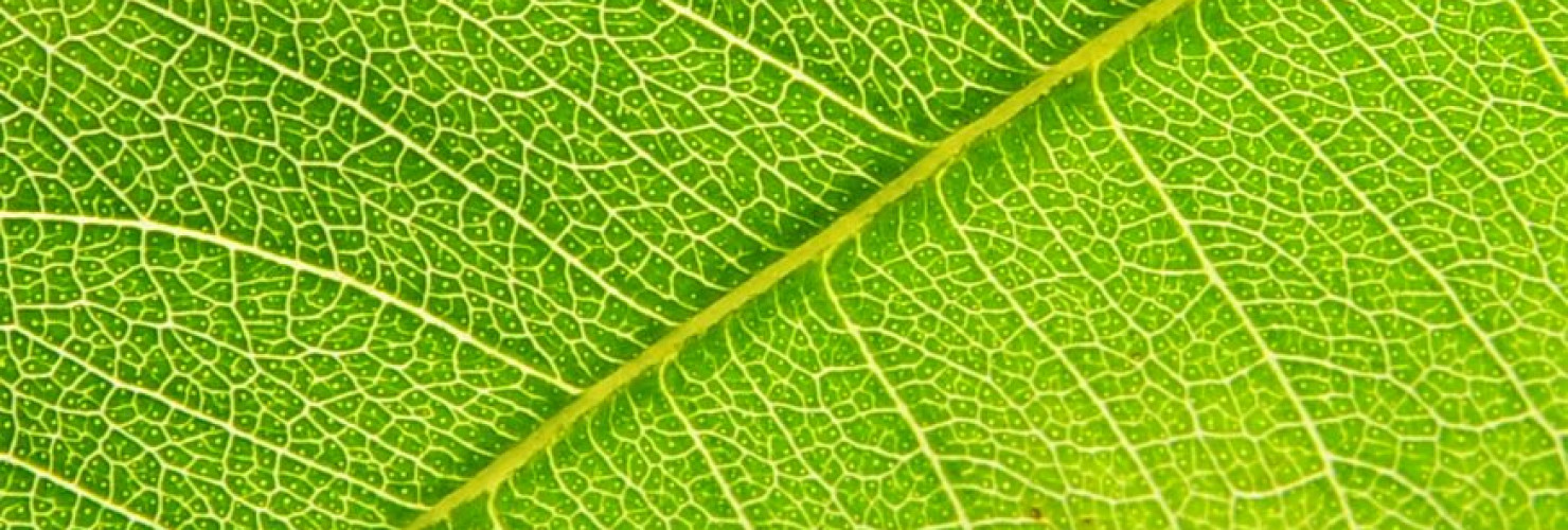 Close up image of leaf