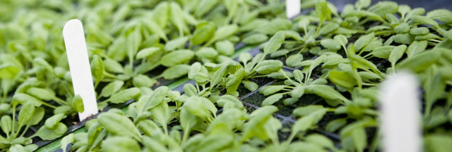 Image of seedlings grown in HydroBlox products