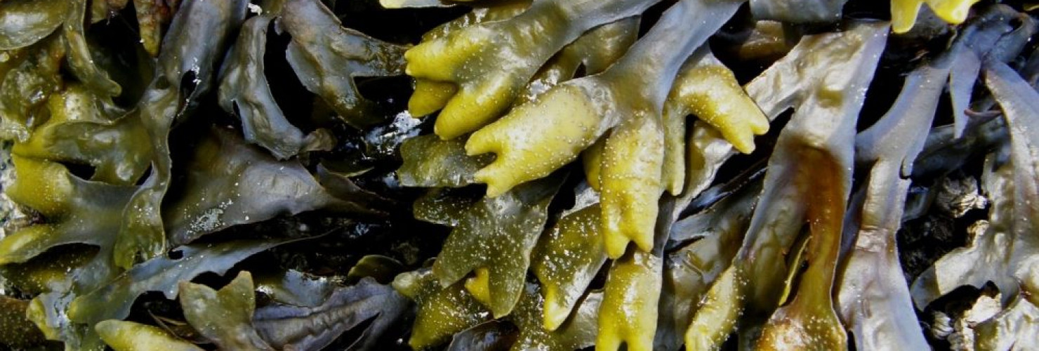 Image of kelp