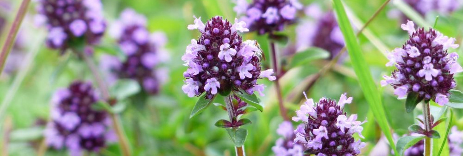 An image of the plant Thyme in bloom