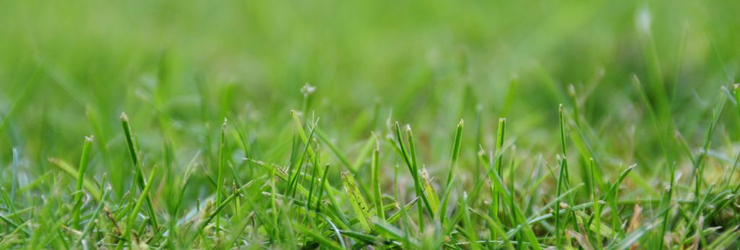 Image of grass