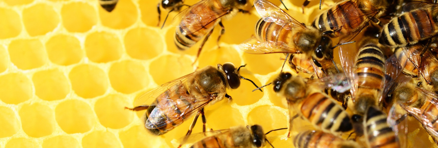 Image of bees on honeycomb