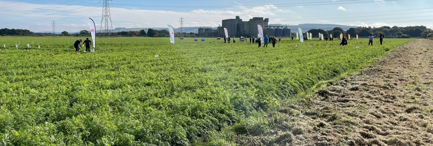 Image of people in carrot field at the British carrot open day