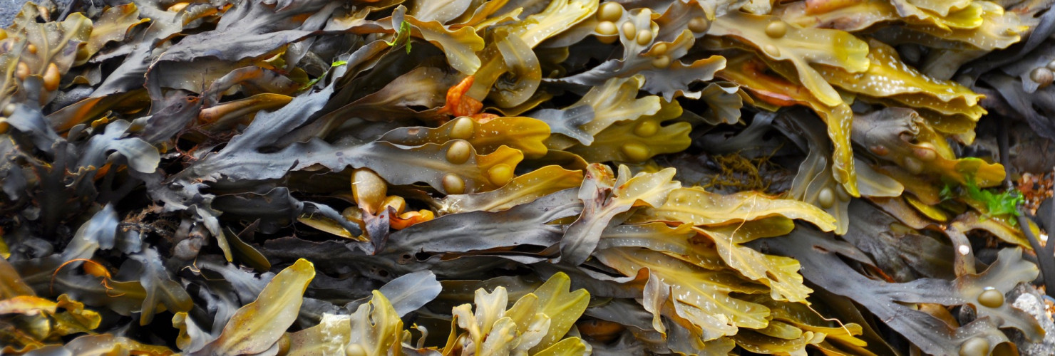 BDC partners with non-profit organisation Additive.earth to explore an Aquaculture Enterprise Zone model for The Crown Estate in England and Wales.