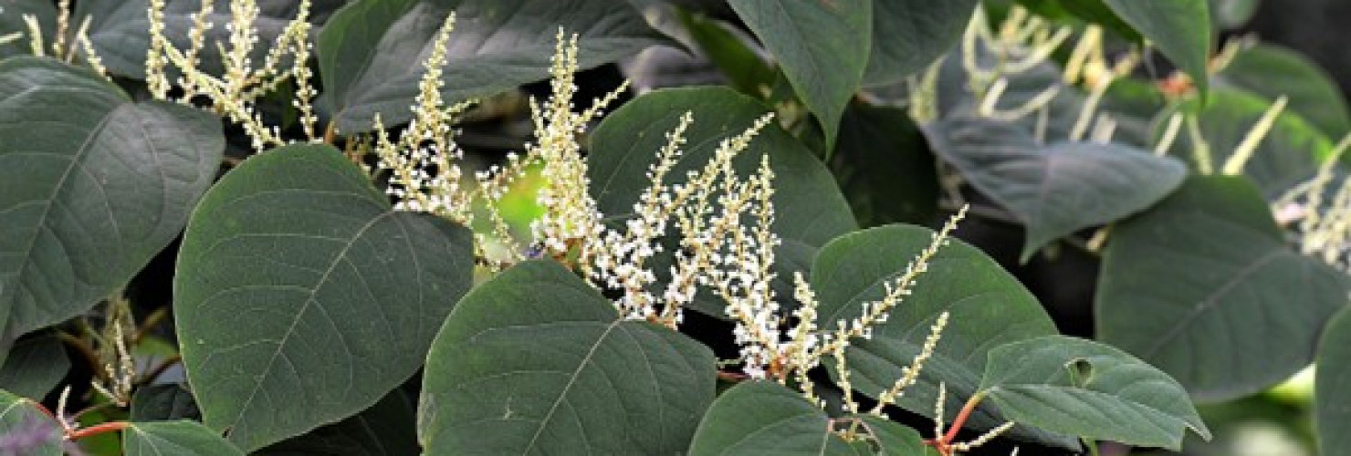 Image of Japanese Knotweed, Credit - Pixabay