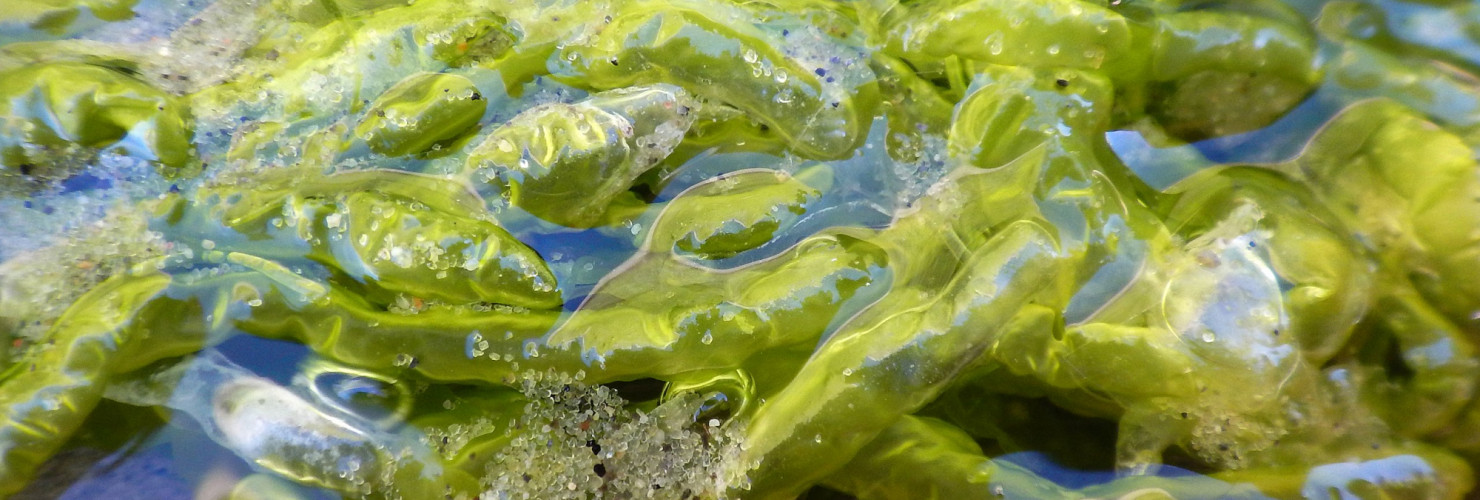 Our research featured in the Algal Research journal 2