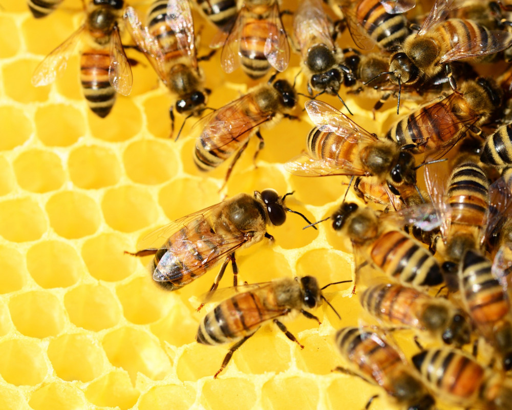 Image of bees on honeycomb