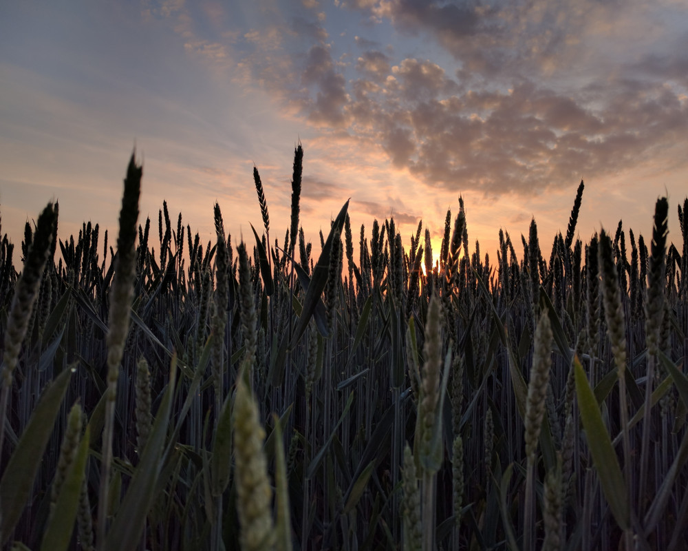 Photo of grass and sky by Michał Gałężewski on Unsplash