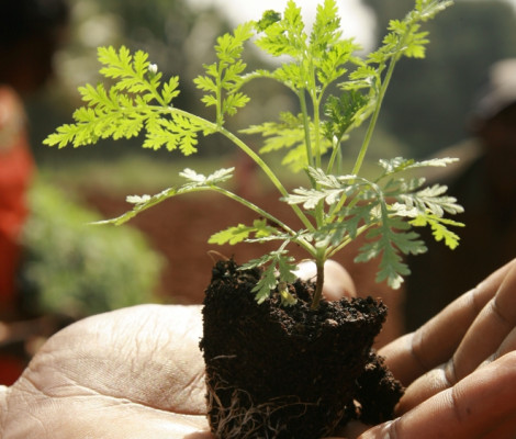 An image of the plant artemisia