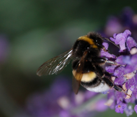 Image of bee on lavender