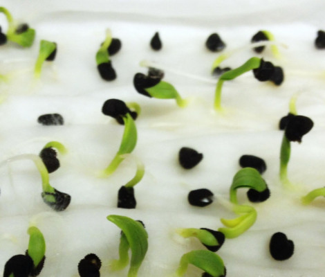 An image of germinating seeds
