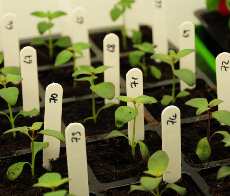 Image of seedlings from a growth trial