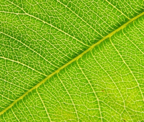Close up image of leaf