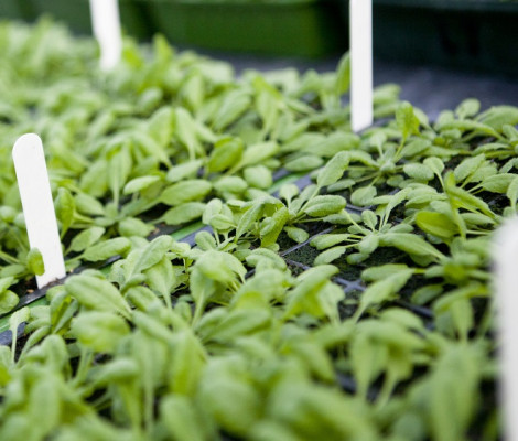 Image of seedlings grown in HydroBlox products