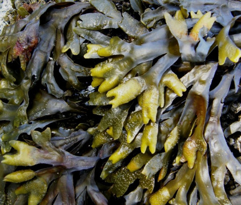 Image of kelp