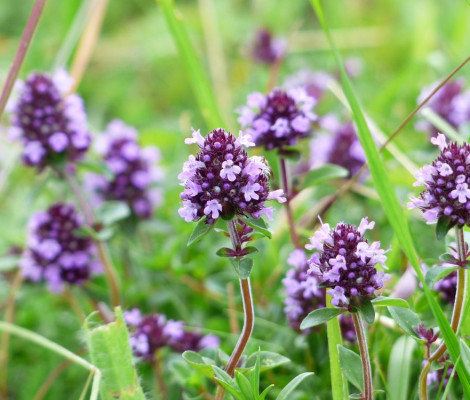 An image of the plant Thyme in bloom