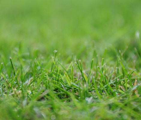 Image of grass