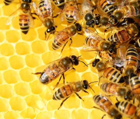 Image of bees on honeycomb