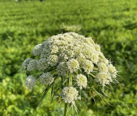 Image of carrot flower