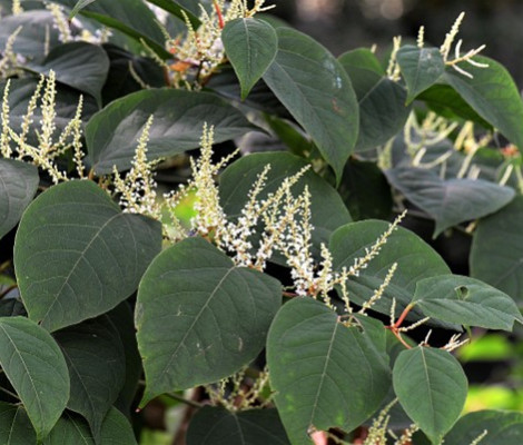 Image of Japanese Knotweed, Credit - Pixabay