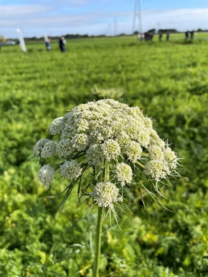 Image of carrot flower