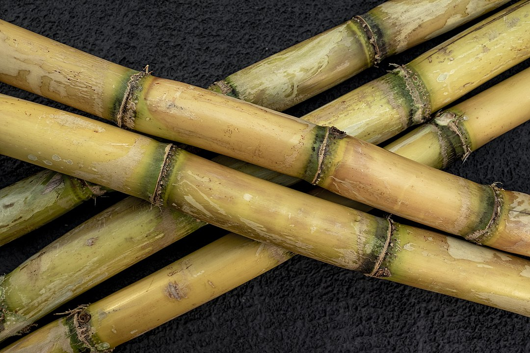 Sugar cane