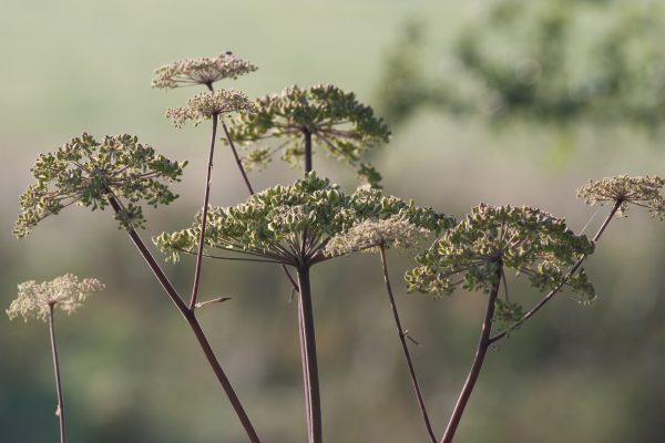 alexanders-600x400