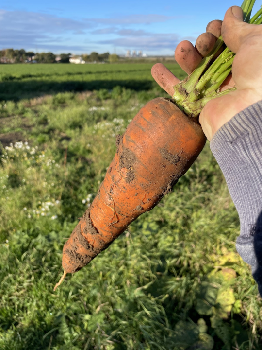 Someone holding a carrot