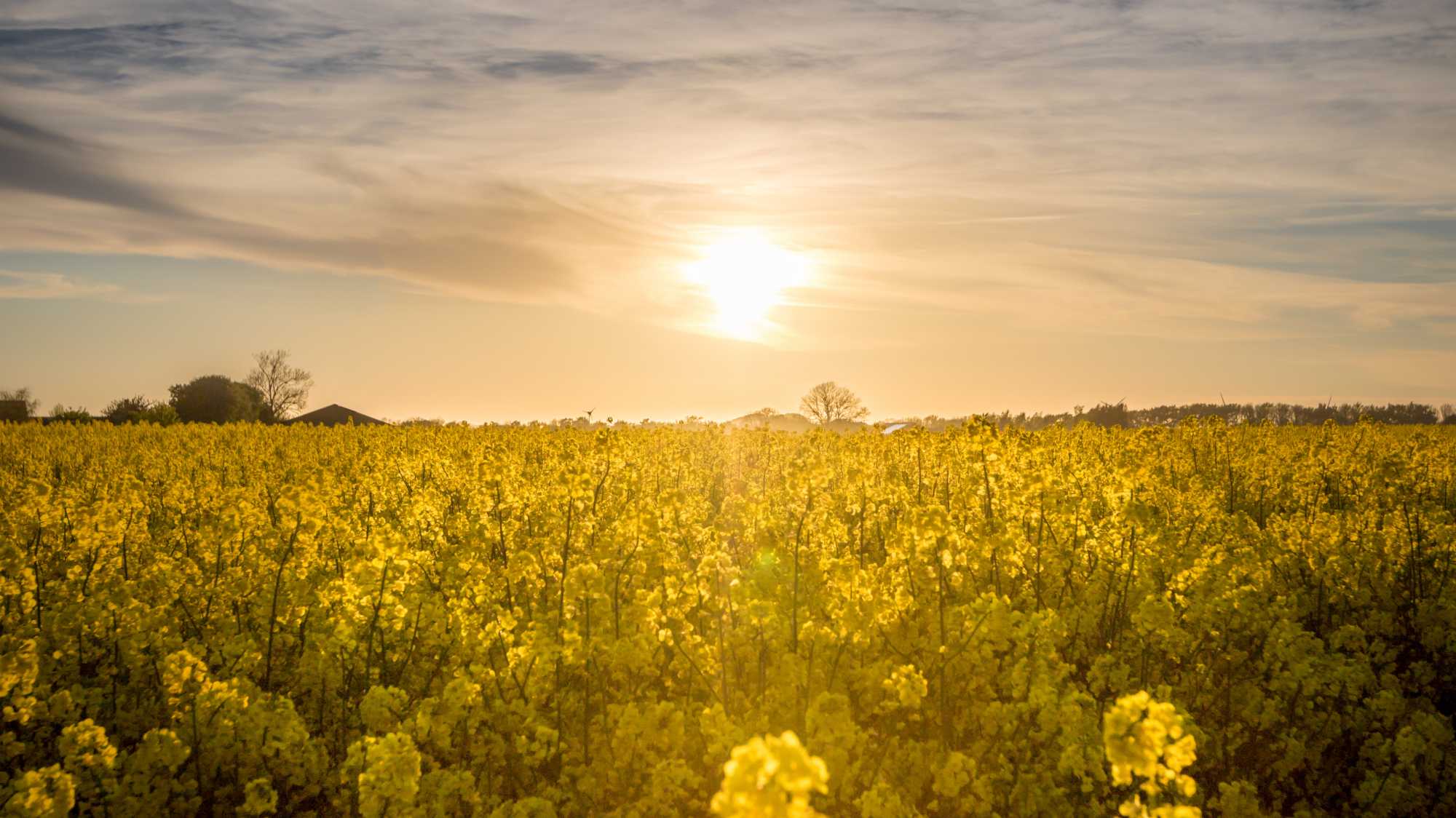 yellow beautiful-beautiful-flowers-clouds-451572